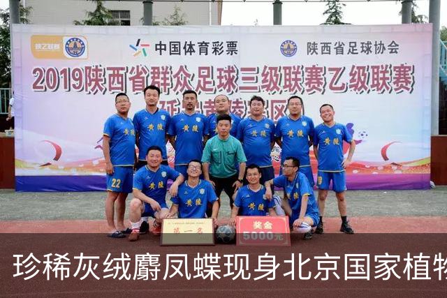 珍稀灰绒麝凤蝶现身北京国家植物园引关注